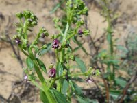 Scrophularia canina 9, Hondshelmkruid, Saxifraga-Ed Stikvoort