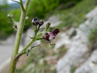 Scrophularia canina ssp hoppii 13, Saxifraga-Rutger Barendse