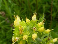 Scrophularia chrysantha 2, Saxifraga-Rutger Barendse