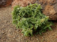 Scrophularia glabrata 2, Saxifraga-Ed Stikvoort
