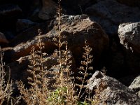 Scrophularia glabrata 3, Saxifraga-Ed Stikvoort