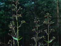 Scrophularia nodosa 15, Knopig helmkruid, Saxifraga-Ed Stikvoort