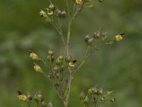 Scrophularia nodosa 2, Knopig helmkruid, Saxifraga-Willem van Kruijsbergen