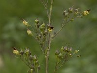 Scrophularia nodosa 3, Knopig helmkruid, Saxifraga-Willem van Kruijsbergen