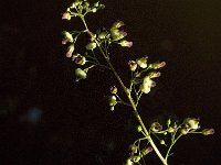 Scrophularia nodosa 7, Knopig helmkruid, Saxifraga-Jan van der Straaten