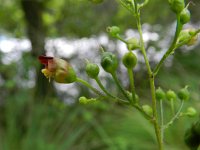 Scrophularia nodosa 11, Knopig helmkruid, Saxifraga-Rutger Barendse