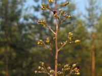 Scrophularia nodosa 13, Knopig helmkruid, Saxifraga-Ed Stikvoort