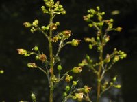 Scrophularia nodosa 14, Knopig helmkruid, Saxifraga-Ed Stikvoort