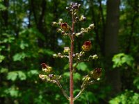 Scrophularia nodosa 16, Knopig helmkruid, Saxifraga-Ed Stikvoort