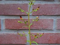 Scrophularia nodosa 18, Knopig helmkruid, Saxifraga-Ed Stikvoort