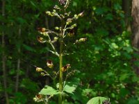 Scrophularia nodosa 19, Knopig helmkruid, Saxifraga-Ed Stikvoort