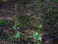 Scrophularia nodosa 20, Knopig helmkruid, Saxifraga-Ed Stikvoort