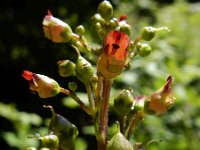 Scrophularia nodosa 21, Knopig helmkruid, Saxifraga-Ed Stikvoort