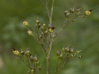 Scrophularia nodosa 3, Knopig helmkruid, Saxifraga-Willem van Kruijsbergen