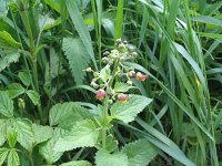 Scrophularia nodosa 4, Knopig helmkruid, Saxifraga-Jasenka Topic