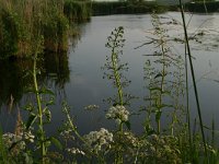 Scrophularia nodosa 6, Knopig helmkruid, Saxifraga-Hans Boll