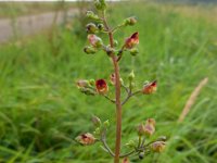 Scrophularia nodosa 8, Knopig helmkruid, Saxifraga-Ed Stikvoort