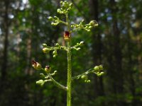 Scrophularia nodosa 9, Knopig helmkruid, Saxifraga-Ed Stikvoort