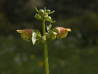 Scrophularia sambucifolia 11, Saxifraga-Jan van der Straaten