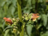 Scrophularia sambucifolia 6, Saxifraga-Willem van Kruijsbergen