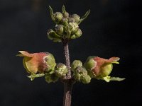 Scrophularia sambucifolia 7, Saxifraga-Willem van Kruijsbergen