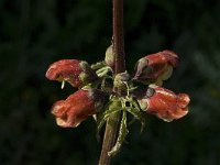 Scrophularia sambucifolia 8, Saxifraga-Willem van Kruijsbergen