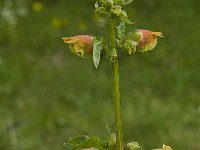 Scrophularia sambucifolia 9, Saxifraga-Jan van der Straaten