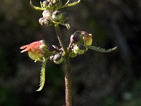 Scrophularia sambucifolia 12, Saxifraga-Jan van der Straaten