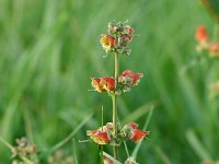 Scrophularia sambucifolia 13, Saxifraga-Dirk Hilbers