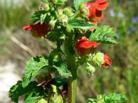 Scrophularia sambucifolia 15, Saxifraga-Ed Stikvoort