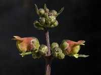 Scrophularia sambucifolia 7, Saxifraga-Willem van Kruijsbergen