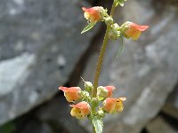 Scrophularia sambucifolia ssp sambucifolia 1, Saxifraga-Jan van der Straaten