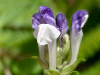 Scutellaria alpina 16, Saxifraga-Sonja Bouwman  Alpenglidkruid - Scutellaria alpina - Lamiaceae familie