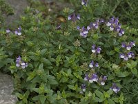 Scutellaria alpina 1, Saxifraga-Willem van Kruijsbergen