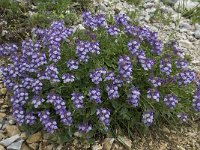 Scutellaria alpina 10, Saxifraga-Willem van Kruijsbergen