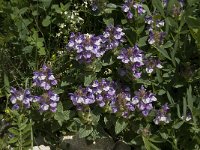 Scutellaria alpina 11, Saxifraga-Willem van Kruijsbergen