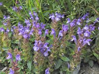 Scutellaria alpina 12, Saxifraga-Harry Jans