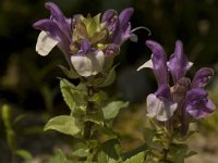 Scutellaria alpina 2, Saxifraga-Willem van Kruijsbergen