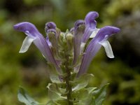 Scutellaria alpina 3, Saxifraga-Willem van Kruijsbergen