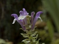 Scutellaria alpina 4, Saxifraga-Willem van Kruijsbergen