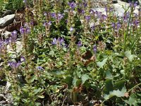 Scutellaria alpina 5, Saxifraga-Marijke Verhagen