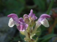 Scutellaria alpina 6, Saxifraga-Marijke Verhagen