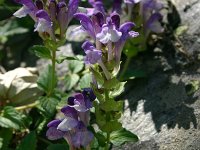 Scutellaria alpina 7, Saxifraga-Dirk Hilbers