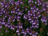 Scutellaria alpina 8, Saxifraga-Dirk Hilbers