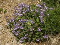 Scutellaria alpina 9, Saxifraga-Willem van Kruijsbergen