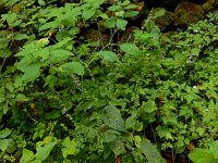 Scutellaria altissima 10, Groot glidkruid, Saxifraga-Ed Stikvoort