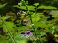 Scutellaria altissima 11, Groot glidkruid, Saxifraga-Ed Stikvoort