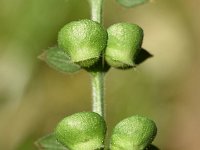 Scutellaria altissima 12, Groot glidkruid, Saxifraga-Sonja Bouwman  918. Groot glidkruid - Scutellaria altissima - Lamiaceae familie (zw)