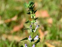 Scutellaria altissima 14, Groot glidkruid, Saxifraga-Sonja Bouwman  918. Groot glidkruid - Scutellaria altissima - Lamiaceae familie (zw)