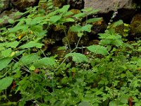 Scutellaria altissima 9, Groot glidkruid, Saxifraga-Ed Stikvoort